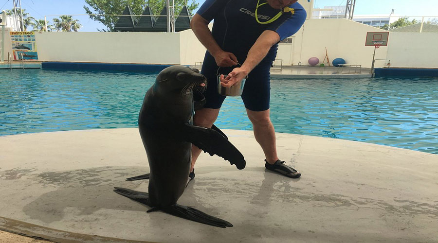 پارک آبی Aqualand & Dolphinland پارک آبی Aqualand & Dolphinland